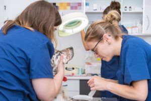 Curso de veterinária: especializações e pós importantes para uma carreira consistente Após concluir o curso de veterinária e encarar o mercado de trabalho, é muito comum que o indivíduo tenha dúvidas sobre como ter uma carreira consistente e de sucesso. E não é para menos, uma vez que a área da medicina veterinária vem crescendo com o aumento da população de animais no Brasil. Portanto, ter uma trajetória que traga satisfação profissional e pessoal é um dos maiores desejos de muitos veterinários e, para garantir que seja possível cumprir esse objetivo, é fundamental se especializar com cursos ou pós-graduação que tenham como foco as técnicas e práticas direcionadas a cada área. O que é o curso de medicina veterinária para se tornar especialista? Para se tornar um especialista é necessário fazer cursos de medicina veterinária na área que deseja aprofundar seus conhecimentos. Vale ressaltar que diferentemente de outras profissões, o veterinário que deseja se aprimorar deve realizar o pedido de titulação ao Conselho Federal de Medicina Veterinária (CFMV). Isso significa que, mesmo ao fazer uma pós-graduação, cursos ou aprimoramentos, o profissional deve realizar uma prova para ter o título validado. Caso contrário, todas as especializações só terão validade somente para fins acadêmicos. Quanto tempo dura o curso de veterinária? A duração do curso de medicina veterinária varia de acordo com o objetivo do profissional, ou seja, esse período depende da especialização escolhida pelo veterinário. Entretanto, na Ufape Intercursos, a duração de uma pós-graduação é de em média 2 anos para ser concluída, incluindo treinamento prático e teórico na área de especialização optada. Já os cursos oferecidos pelo Instituto Translacional de Educação e Reciclagem podem ter duração de dias ou meses, o tempo exato varia conforme a especialidade estudada. Para concluir, não deixe que a ideia de voltar a estudar te assuste. Afinal, realizar cursos, pós-graduação e aprimoramentos em medicina veterinária pode ser significativo, uma vez que vários profissionais especializados ganham salários melhores do que seus colegas não especializados. Então, se você é um veterinário que está em busca de aprimorar seus conhecimentos em uma área específica, considere a Ufape Intercursos para te ajudar nesse processo.