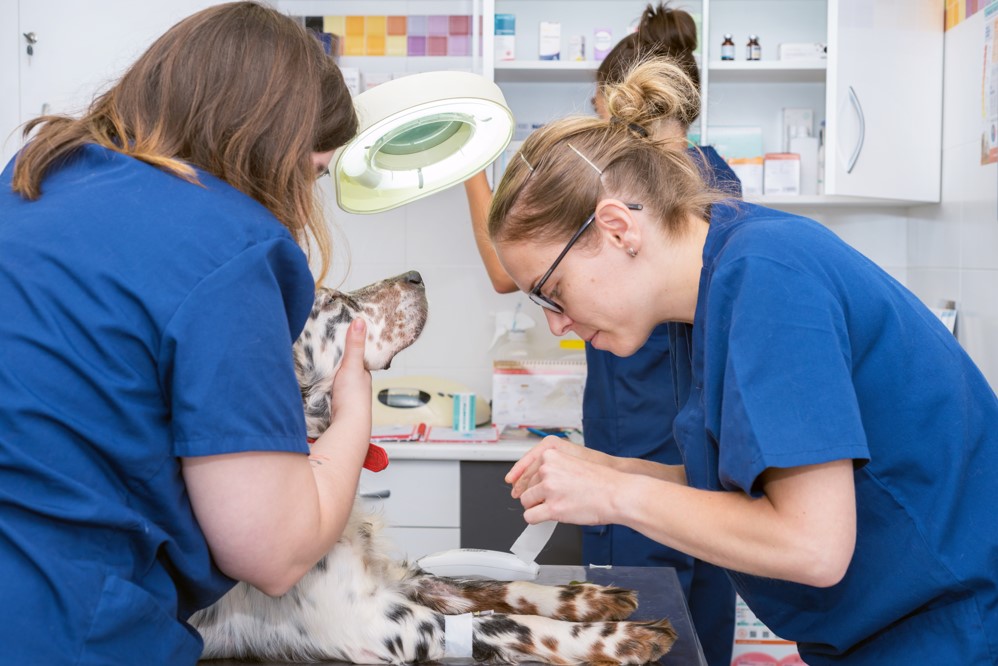 Curso de veterinária: especializações e pós importantes para uma carreira consistente Após concluir o curso de veterinária e encarar o mercado de trabalho, é muito comum que o indivíduo tenha dúvidas sobre como ter uma carreira consistente e de sucesso. E não é para menos, uma vez que a área da medicina veterinária vem crescendo com o aumento da população de animais no Brasil. Portanto, ter uma trajetória que traga satisfação profissional e pessoal é um dos maiores desejos de muitos veterinários e, para garantir que seja possível cumprir esse objetivo, é fundamental se especializar com cursos ou pós-graduação que tenham como foco as técnicas e práticas direcionadas a cada área. O que é o curso de medicina veterinária para se tornar especialista? Para se tornar um especialista é necessário fazer cursos de medicina veterinária na área que deseja aprofundar seus conhecimentos. Vale ressaltar que diferentemente de outras profissões, o veterinário que deseja se aprimorar deve realizar o pedido de titulação ao Conselho Federal de Medicina Veterinária (CFMV). Isso significa que, mesmo ao fazer uma pós-graduação, cursos ou aprimoramentos, o profissional deve realizar uma prova para ter o título validado. Caso contrário, todas as especializações só terão validade somente para fins acadêmicos. Quanto tempo dura o curso de veterinária? A duração do curso de medicina veterinária varia de acordo com o objetivo do profissional, ou seja, esse período depende da especialização escolhida pelo veterinário. Entretanto, na Ufape Intercursos, a duração de uma pós-graduação é de em média 2 anos para ser concluída, incluindo treinamento prático e teórico na área de especialização optada. Já os cursos oferecidos pelo Instituto Translacional de Educação e Reciclagem podem ter duração de dias ou meses, o tempo exato varia conforme a especialidade estudada.