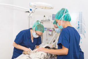 Cirurgia veterinária é uma excelente opção de especialidade A cirurgia veterinária é uma especialidade que se concentra nos diagnósticos e tratamentos cirúrgicos de doenças, lesões e condições médicas de animais. Tais intervenções cirúrgicas podem variar desde procedimentos de rotina, como castração e esterilização, até abordagens mais complexas, como correção de fraturas e cirurgias cardíacas. Dessa forma, os cirurgiões veterinários passam por treinamento especializado para adquirir as habilidades necessárias para assumir tal responsabilidade. Com isso, eles devem estar familiarizados com as técnicas cirúrgicas de acordo com as necessidades específicas de cada paciente. Por essa razão, se você está procurando uma pós-graduação em cirurgia veterinária, continue a leitura deste texto e conheça a fundo essa especialidade oferecida pela Ufpe Intercursos. Acompanhe a leitura!