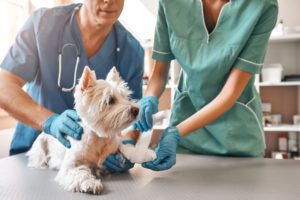 Fisioterapia veterinária é uma especialidade em crescente expansão A fisioterapia veterinária é um segmento muito importante da saúde animal, além de ser uma área que não para de crescer no Brasil. Seja para grandes animais ou para pequenos, tal modalidade atua diretamente na reabilitação dos movimentos e da qualidade dos pacientes que fazem uso de suas técnicas, proporcionando bem-estar e controle da dor. Neste post, falaremos um pouco mais sobre essa especialidade em crescente expansão e como você pode fazer um curso de fisioterapia veterinária para se tornar um profissional de sucesso. Pós-graduação semipresencial em fisioterapia, fisiatria e reabilitação veterinária da Ufape Intercursos Os recursos promovidos pela fisioterapia veterinária vem avançando e ganhando destaque no Brasil, por promover a melhora da saúde e bem estar de animais de grande e pequeno porte. Tal especialidade traz para veterinária diferentes tratamentos em animais com distúrbios ortopédicos e neurológicos por fatores como traumas, doenças adquirida, atividade física, idade e sobrepeso. A fisioterapia veterinária vem ganhando força desde 2006, quando membros do CRMV-SP e o CREFITO se reuniram, tendo como resultado a resolução No.850 de 05 de dezembro de 2006, que dispõe sobre a Fisioterapia Animal e enfatiza que a área pertence à Medicina Veterinária. Para que se proceda a indicação da fisioterapia, é necessário realizar histórico clínico completo, minuciosa avaliação ortopédica e neurológica, além de uma inspeção dinâmica e estática do aparelho locomotor. Tendo esse conhecimento, é necessário estabelecer um protocolo de fisioterapia, a fim de restabelecer o movimento, promover o alívio de dores e prevenir agravamento ou alterações secundárias à lesão. Diante dessa realidade, o curso intensivo de fisioterapia veterinária da Intercursos conta com uma equipe especializada na medicina veterinária, formada por mestres e doutores, capacitados para formação de novos profissionais especializados para promover e restabelecer as funções acometidas de pacientes com alterações neurológicas e ortopédicas.