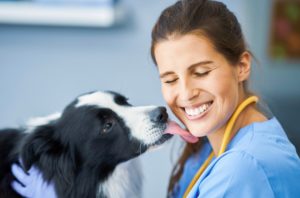 Pós-graduação veterinária: conheça os melhores cursos A pós-graduação veterinária é um caminho promissor para aqueles que desejam se destacar no mercado de trabalho, além de contribuir de forma significativa para preparar o profissional a cuidar melhor da saúde e bem-estar dos animais. Inclusive, a busca por conhecimento e aprimoramento na área da medicina veterinária tem se tornado uma necessidade cada vez mais evidente em um cenário profissional que exige excelência e especialização. Como funciona a pós-graduação em medicina veterinária? A pós-graduação medicina veterinária é um processo que permite ao profissional aprofundar seus conhecimentos em uma área específica. Para se tornar um especialista, o médico veterinário deve concluir um curso lato sensu (especialização), com duração mínima de dois anos. Durante as aulas, o aluno recebe um treinamento avançado em uma área específica, como por exemplo, clínica médica e cirúrgica, anestesiologia, fisioterapia, medicina de silvestres, entre outros. Além do mais, é comum que as pós-graduações incluam atividades práticas. Sendo assim, ao terminar sua especialização, o profissional já estará apto para atuar em sua área de conhecimento, podendo desempenhar atividades de alta complexidade em clínicas, hospitais veterinários, laboratórios, empresas e instituições de ensino e pesquisa. A título de curiosidade, o veterinário que deseja fazer uma pós-graduação veterinária deve fazer o pedido de titulação ao Conselho Federal de Medicina Veterinária. O registro tem a validade de 5 anos e poderá ser renovado de acordo com a resolução do CFMV. Pós-graduação veterinária é na Ufape Intercursos A Ufape Intercursos trabalha com uma medicina translacional, que visa estabelecer a conexão entre a criação e a aplicação do conhecimento, integrando pesquisadores das áreas básica e clínica para uma melhor assistência à população. Além disso, disponibilizamos artigos e publicações relevantes relacionadas a sua área de estudo. Aqui, você encontra curso de veterinária, enfermagem, animais silvestres, cirurgia veterinária e muitas outras especializações.