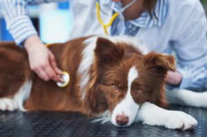 Emergência veterinária: certificação para atuar em cuidados críticos A emergência veterinária é uma área fundamental da medicina veterinária, que exige habilidades especializadas e decisões rápidas para garantir o bem-estar dos pacientes. Em situações de cuidados críticos, nas quais cada momento conta, a certificação para atuar nesse campo torna-se de suma importância. Sendo assim, profissionais qualificados não apenas lidam com uma variedade de casos urgentes, desde traumas até doenças graves, mas também desempenham um papel vital na estabilização e recuperação de animais em estado crítico. Neste contexto, vamos esclarecer sobre a importância da expertise em emergência veterinária e como ela eleva o padrão de cuidados, assegurando uma resposta eficaz diante de situações que demandam mestria e prontidão. Acompanhe a leitura!