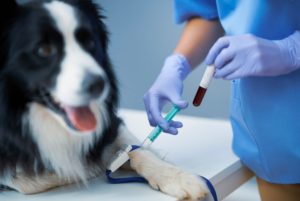 Hemogasometria veterinária é um conhecimento importante para o veterinário A hemogasometria veterinária é um exame que dosa a concentração de gases (oxigênio e gás carbônico) e diversos eletrólitos no sangue do animal, avaliando distúrbios do equilíbrio ácido-base, além de ser fundamental para o diagnóstico e prognóstico de inúmeras enfermidades. Dessa forma, compreender os fundamentos da hemogasometria é de suma importância para os veterinários, pois permite uma avaliação mais precisa do estado de saúde dos pacientes, possibilitando diagnósticos mais rápidos e tratamentos mais eficazes. Neste post da Ufape Intercursos, vamos revelar o que é hemogasometria veterinária, a sua importância e como se torna uma ferramenta indispensável no cuidado da saúde animal. Boa leitura!