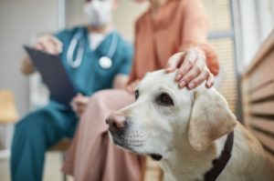 Oncologia veterinária: pós-graduação que garante diferencial no currículo Na ligação entre a dedicação à saúde animal e o avanço contínuo da medicina, a oncologia veterinária surge como uma especialidade crucial, uma vez que o diagnóstico e tratamento do câncer em pets demandam especialização específica. É nesse cenário que a pós-graduação desponta como uma excelente oportunidade para aqueles profissionais que se dedicam ao bem-estar animal. Por essa razão, se você deseja entender um pouco mais sobre o curso de oncologia veterinária da Ufape Intercursos, leia este conteúdo até o fim e veja os benefícios de tal área de atuação. Boa leitura!