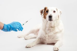 Anestesiologia veterinária: entenda conceitos, farmacologia e outros detalhes importantes Pelo fato de aliviar a dor e promover o conforto do paciente, a anestesiologia veterinária é uma especialidade de extrema importância, proporcionando condições seguras e agradáveis aos animais. Tal campo de atuação sofreu uma intensa evolução nas últimas décadas, juntamente com o conceito de “ética animal”, em que a dor deve ser tratada independente da espécie envolvida. Deste modo, o pet com dor deve ser tratado de maneira eficaz. Em razão disso, a especialização nesta área tem como objetivo formar profissionais capazes de exercer uma anestesia e/ou analgesia em animais das diferentes espécies, além de obter alto grau de conhecimento nos diversos ramos em que a anestesia está envolvida. Portanto, se você está em busca de curso de anestesiologia veterinária, leia este conteúdo da Ufape Intercursos até o fim!