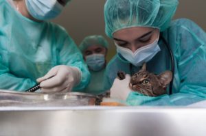 Endoscopia veterinária: por que investir nesta especialização? A endoscopia veterinária é uma análise detalhada do sistema digestivo do animal, permitindo o diagnóstico de condições relevantes, como gastrites e tumores. Além disso, esse exame possibilita a detecção e remoção de corpos estranhos ingeridos por animais de estimação, sem a necessidade de intervenções cirúrgicas. Embora muitas pessoas ainda associem a endoscopia veterinária apenas a problemas estomacais, é importante destacar que esse procedimento permite investigar a saúde de toda a parte superior do trato digestivo do paciente. Neste conteúdo da Ufape Intercursos, exploraremos os motivos pelos quais o curso de endoscopia veterinária pode representar um diferencial significativo na carreira do médico veterinário, contribuindo para aprimorar a qualidade do atendimento aos animais. Acompanhe para obter mais informações!