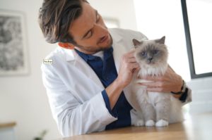 Especialidade de felinos: como adquirir conhecimento avançado? Para adquirir conhecimento avançado na especialidade de felinos, é fundamental explorar além do senso comum e mergulhar em estudos especializados que revelam os segredos do comportamento e necessidades desses pets. Por essa razão, a pós-graduação em medicina de felinos da Ufape Intercursos é uma excelente alternativa para veterinários que desejam se especializar neste campo, que cresce a cada dia no país. Dessa forma, se você tem interesse em entender como funciona tal aprimoramento, continue a leitura desse conteúdo e saiba mais!