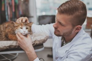 Medicina Felina: faça uma pós para se especializar Se você é apaixonado por gatos e está buscando expandir seus horizontes profissionais na área da veterinária, a especialização em medicina felina pode ser a escolha ideal para você. Com um número crescente de famílias que têm tais pets como membros, a demanda por especialistas em cuidados felinos está em constante ascensão. Para quem se interessa pelo assunto, neste post, vamos explorar os motivos pelos quais fazer uma pós-graduação pode ser uma decisão promissora para sua carreira, além de destacar os benefícios e oportunidades que esse aperfeiçoamento pode oferecer aos médicos veterinários. Acompanhe a leitura e saiba mais!