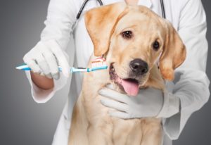 Odontologia veterinária: aprenda a cuidar da saúde bucal dos pets de forma integral A busca por conhecimento e aprimoramento profissional são aspectos fundamentais em qualquer área, e na odontologia veterinária não é diferente. Este campo específico desempenha um papel importante na prevenção e tratamento de doenças bucais em animais, contribuindo não apenas para a qualidade de vida dos pacientes, mas também para a eficiência e progresso da prática veterinária como um todo. Se você está em busca de entender como funciona o curso de odontologia veterinária, nós da Ufape Intercursos, preparamos um conteúdo com todos os benefícios que tal especialização pode te proporcionar, além de destacar sua relevância na formação de profissionais capacitados e comprometidos com a saúde bucal dos pets. Leia mais!