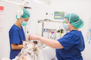 Pós-graduação em cirurgia veterinária: entenda as vantagens de cursar A pós-graduação em cirurgia veterinária é uma especialização voltada para médicos veterinários que desejam aprofundar seus conhecimentos e habilidades na área cirúrgica, permitindo-lhes realizar procedimentos cirúrgicos mais complexos e avançados em pequenos animais. O profissional que optar pelo aprimoramento encontrará um mercado com alta demanda, uma vez que cresceu a procura por cirurgias de cães e gatos, consequência do aumento do número de pets nos domicílios brasileiros nos últimos anos. Portanto, se você está em busca de entender como funciona a pós-graduação em cirurgia veterinária da Ufape Intercursos, leia este post até o fim!