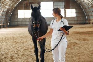 Ungulados: curso ensina a lidar com equinos No universo dos animais ungulados, os equinos ocupam um lugar de destaque, demandando atenção especializada para garantir uma vida saudável e plena. Para os veterinários apaixonados por tais animais, compreender sua fisiologia, comportamento e cuidados específicos é de extrema importância. Neste contexto, surge a importância de um curso especializado em medicina equina, que não apenas ensina a lidar com os ungulados, mas também proporciona um entendimento aprofundado sobre sua saúde e bem-estar. Por esse motivo, neste post da Ufape Intercursos, vamos apresentar os benefícios e o impacto de mergulhar em uma especialização nesse campo da medicina veterinária que cresce cada dia mais. Leia o texto até o fim!