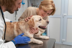 Urgência e emergência veterinária: domine as técnicas que diferenciam as situações Na rotina do profissional veterinário, a capacidade de distinguir entre urgência e emergência veterinária é determinante para oferecer o melhor cuidado aos animais. Diante de situações que demandam atendimento imediato, a habilidade de identificar a gravidade do quadro e agir com precisão pode significar a diferença entre a vida e a morte de um paciente. Dessa forma, neste post, vamos explorar a importância de se aprimorar em tal área, destacando as técnicas fundamentais que diferenciam cada cenário. Se você busca aperfeiçoar seus conhecimentos em urgência e emergência veterinária, continue a leitura deste conteúdo da Ufape Intercursos, para descobrir como se tornar um profissional capaz de lidar com os desafios mais críticos no cuidado animal!