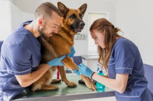 Áreas da medicina veterinária: conheças as 10 mais promissoras Com o avanço da tecnologia e o crescente interesse no bem-estar animal, a medicina veterinária está passando por uma verdadeira revolução, oferecendo oportunidades inovadoras para os profissionais. Neste conteúdo da Ufape Intercursos, vamos revelar as áreas da medicina veterinária que estão se destacando como as mais promissoras no cenário atual. Se você é estudante ou veterinário em busca de novas perspectivas de carreira, este conteúdo é para você. Continue a leitura do post e descubra onde estão as melhores oportunidades para crescer e se destacar neste campo de atuação!