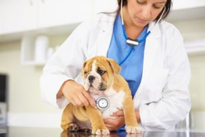 Cardiologia veterinária: invista nesta especialização A cardiologia veterinária é uma área que tem ganhado cada vez mais destaque e importância nos últimos anos. Com o aumento da expectativa de vida dos animais e o avanço das técnicas diagnósticas e terapêuticas, a atenção voltada para a saúde cardiovascular dos pets tornou-se fundamental. Neste texto, vamos revelar por que investir na especialização em cardiologia veterinária é uma escolha promissora para veterinários que desejam aprimorar seus conhecimentos, expandir suas habilidades profissionais e oferecer um atendimento de excelência aos pacientes e seus tutores. Acompanhe a leitura!