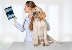 Veterinária analisando um exame realizado em um cachorro na aula prática da pós-graduação diagnóstico por imagem veterinária.