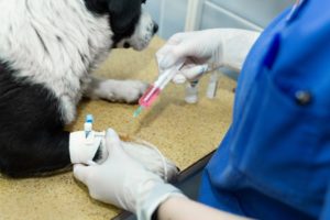 Aluno em uma prática de intensiva veterinária do curso da Ufape Intercursos.