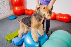 Cachorro da raça Airedale Terrier em uma sessão de fisioterapia veterinária.