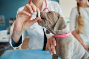 Veterinárias oferecendo um antibiótico para um cachorro da raça Weimaraner, essa atitude faz parte da prática do curso de antibioticoterapia da Ufape Intercursos.