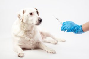 Médico veterinário aplicando anestesia em um cachorro de pelos claros, essa prática faz parte das aulas da pós-graduação de anestesiologia veterinária.