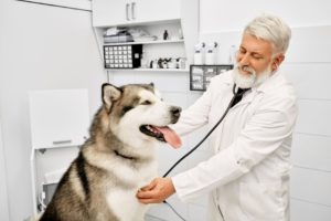 Médico veterinário examinando examinando o coração de um cachorro como prática de sua pós-graduação em cardiologia veterinária.