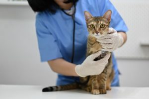 Veterinária profissional realizando um exame em um felino como parte do tratamento de esporotricose em gatos.