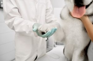 Veterinário examinando um cachorro durante a aula prática da pós-graduação em dermatologia veterinária.