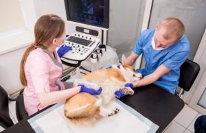 Alunos da Ufape Intercursos examinando um cachorro como prática do curso de ultrassonografia veterinária.