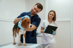 Alunos de medicina veterinária realizando uma especialização na área por meio das aulas práticas oferecidas nas pós-graduações da Ufape Intercursos.