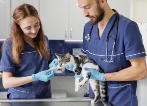 Alunos, um homem e uma mulher, examinando um gato na aula prática da pós-graduação em medicina veterinária.