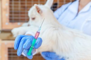 Profissional especializado em biotecnologia da reprodução animal realizando um procedimento de inseminação artificial veterinária em uma ovelha.