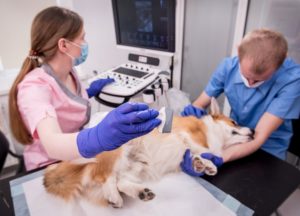 Profissionais em um hospital veterinário realizando uma ecocardiografia veterinária em um cachorro de porte médio.