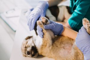 Médico veterinário realizando um tratamento sarna sarcóptica para cães em um cachorrinho.