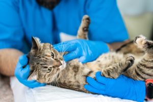 Veterinários realizando a prática em um felino como parte do curso de castração cães e gatos.