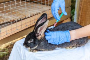 Médico veterinário aplicando uma anestesia em animais silvestres, especificamente um coelho de pelos pretos.