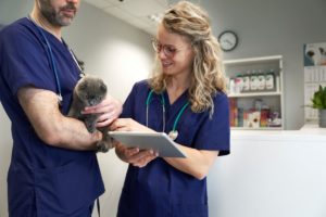 Veterinários em um ambiente clínico atuando na carreira em medicina veterinária.