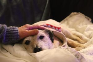 Momento comovente de cuidados paliativos aplicados a um cão idoso.