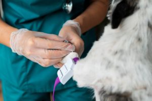 Veterinário realizando exames veterinários em cachorro.