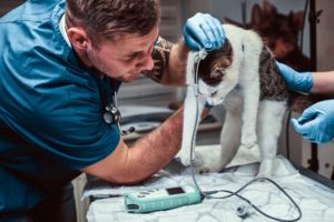 Veterinário realizando procedimento em um paciente crítico.